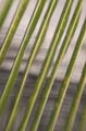fpalm frond