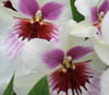 pansy orchids