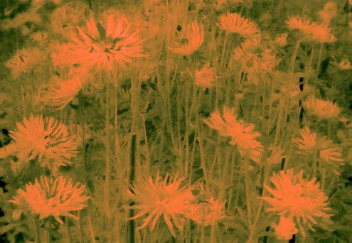 digital infrared flowers