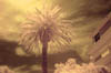 digital infrared palm